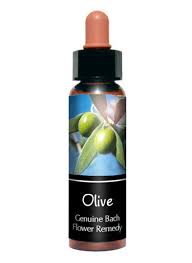 Olive 橄欖  