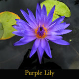 Lumination ~ Releasing into our Soul's Magnificence [ SELF WORTH｜自我價值 ］