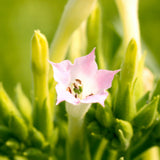 Medicina de resina - Ritual Spirit Cleanser (100mL)