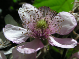 Blackberry Flower Essence ~ it is safe to grow
