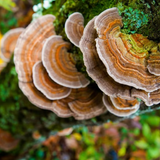 Immunity & Recovery - Turkey Tail  雲芝精華液 - 免疫支持與修復