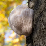 Focus & Memory - Lion's Mane  猴頭菇精華液 - 專注力與記憶支持
