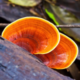 Balance & Harmony - Reishi  靈芝精華液 - 平衡與和諧