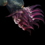 Shadow Descent 陰影降落