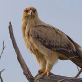 Medicina de resina - Ritual Spirit Cleanser (100mL)