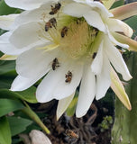 Medicina de resina - Ritual Spirit Cleanser (100mL)