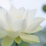 Enlighten`me ~ Deepening the Rhythms of our Inner Knowing [ INTUITION｜直覺 ]