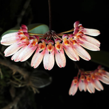 Necklace of Beauty 美麗頸鍊