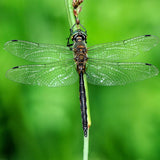 Lumination ~ Releasing into our Soul's Magnificence [ SELF WORTH｜自我價值 ］