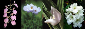 Living Tree Orchid Essences Gentle Sleep 蘭花花精溫柔好眠（放鬆主題）