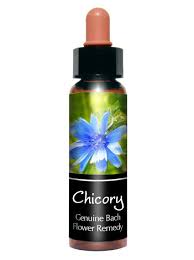 Chicory 菊苣 " unconditional love "
