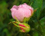 Rose Beauty Mist ( Rosewater Face Mist)