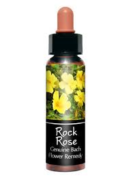 Rock Rose 岩玫瑰  