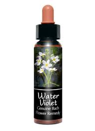 Water Violet 水堇  " connected "