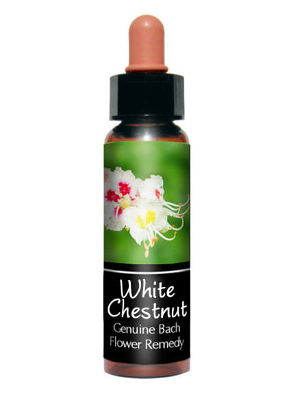 White Chestnut 白栗  